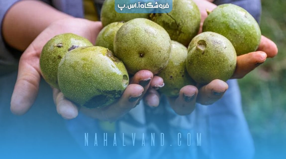 گشایش دریچه ای روبه آینده ای روشن با احداث بهترین باغ تجاری گردو