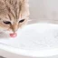 آبخوری هوشمند حیوانات شیائومی Xiaomi smart pet fountain XWWF01MG