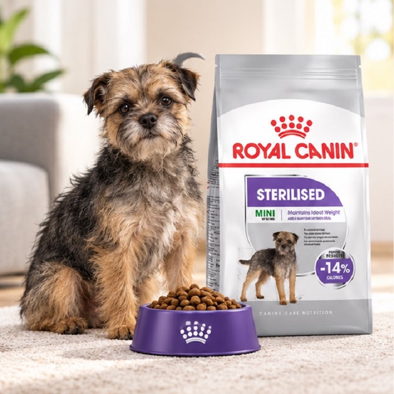 غذای خشک سگ رویال کنین مینی استرلایزد (عقیم شده) 3 کیلوگرم Royal Canin Food