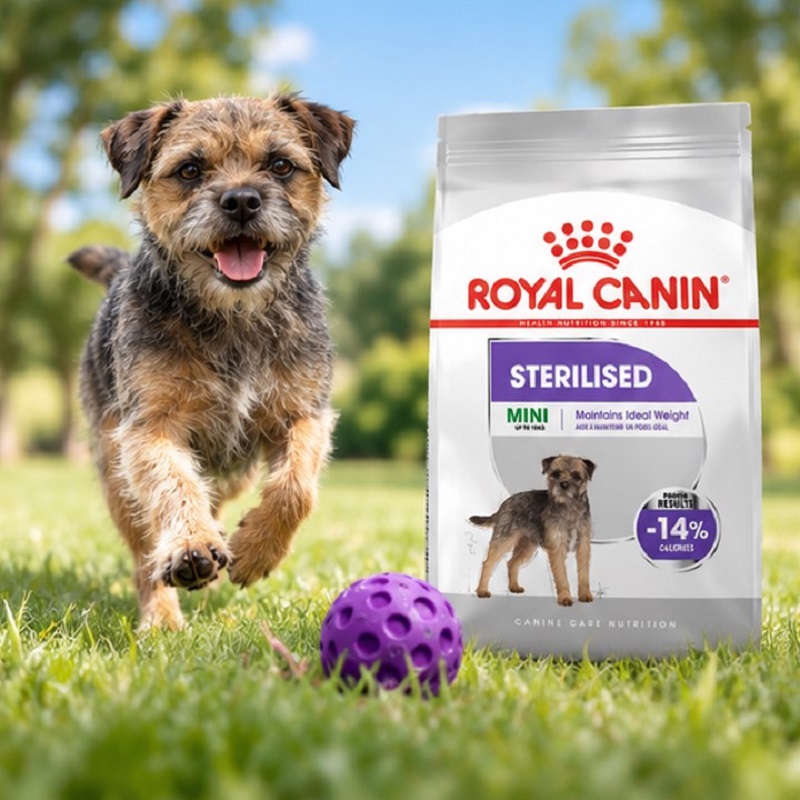 غذای خشک سگ رویال کنین مینی استرلایزد (عقیم شده) 1 کیلوگرم Royal Canin Food