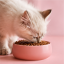 غذای خشک گربه رویال کنین کیتن 2 کیلوگرم Royal Canin Kitten